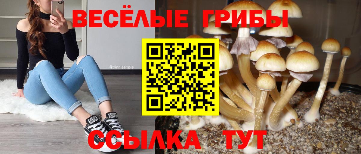 Галлюциногенные грибы Psilocybine cubensis Волжск